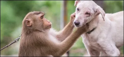 Quel est le mâle de la chèvre ?