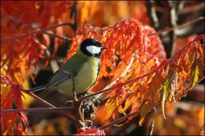 Qui a composé "Automne" ?