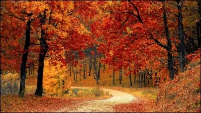 À l'automne combien y a-t-il de feuilles ?