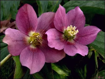 Quel est le surnom de l'hellébore ?