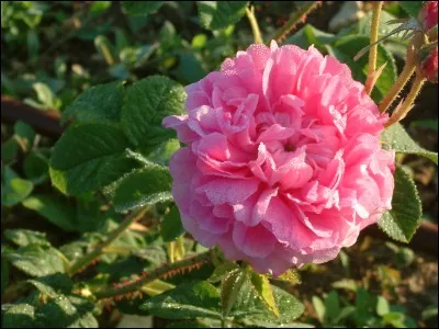 Quel est le nom de cette rose emblématique du pays de Grasse que l'on utilise dans la fabrication des parfums ?