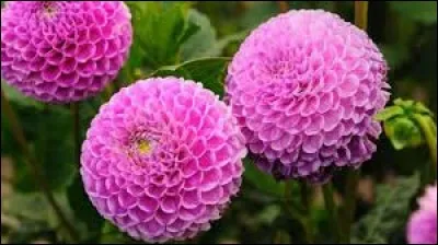 Le dahlia est originaire des pays asiatiques.