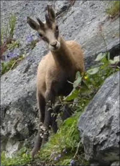 Le dahu n'a jamais existé.