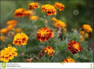 Le cadet est le moins important, c'est le...