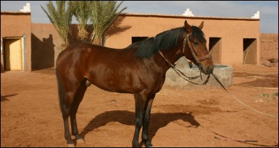 De quel côté monte-t-on à cheval ?