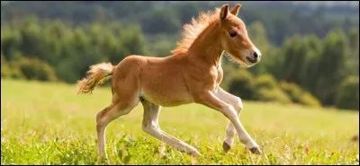 Quel est ce type de cheval ?