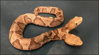 Quel est le vrai nom du serpent à lunettes ?