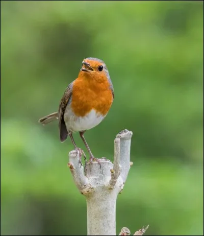 Où habite le rouge-gorge ?