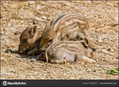 Comment s'appelle le bébé sanglier ?