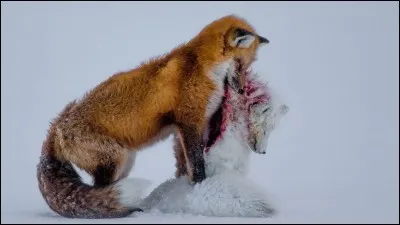 Que mange le renard ?