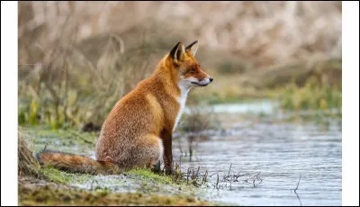 Est-ce que le renard est un félin ?