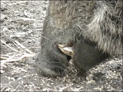 Quelle est la longueur des canines du sanglier ?