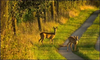 Pourquoi les chevreuils sortent-ils du bois ?