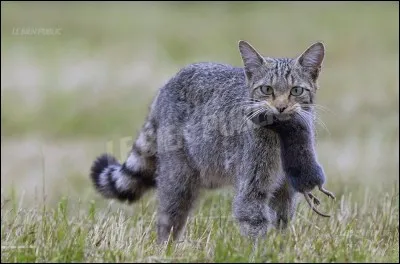 Où vit le chat sauvage ?