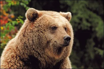 Combien pèse l'ours brun ?