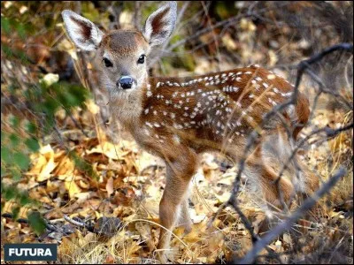Jusqu'à quel âge le chevreuil est-il appelé faon ?