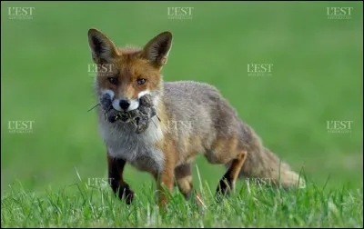 À quelle famille les renards appartiennent-ils ?