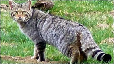 De quelle couleur est la rayure sur le dos du chat sauvage ?