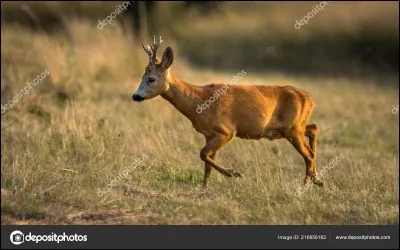 Le chevreuil pèse (en moyenne) :