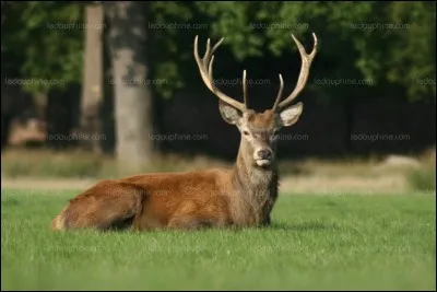 À quel âge le cervidé est-il appelé cerf ?