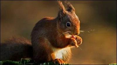 De quoi se nourrit l'écureuil ?