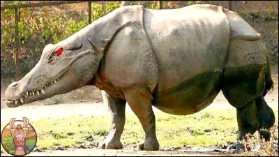 Quel est ton animal préféré ?