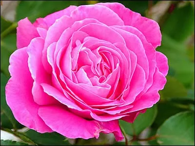 Alfred de Musset : La vie est une ... dont chaque ... est une illusion et chaque ... une réalité !