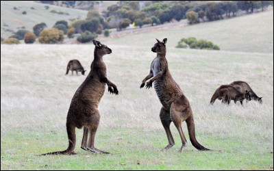 Quel est le plus grand de ces deux marsupiaux ?
