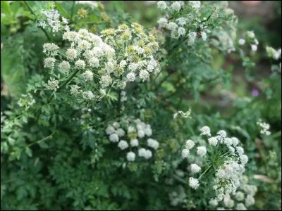 Ta plante préférée :
