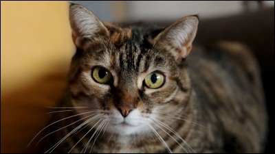 Comment dit-on ''chat'' en anglais ?