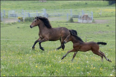 Comment dit-on ''cheval'' en anglais ?