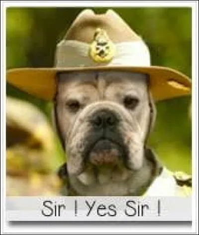 Histoire - Le caporal Wojtek a notamment participé à la bataille de Monte Cassino lors de la Seconde Guerre mondiale mais qui était-il vraiment ?