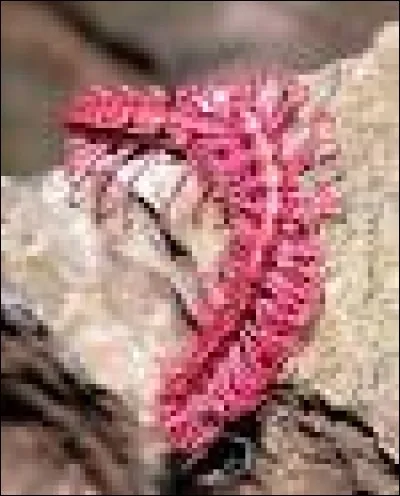 Animaux - Qu'est-ce qui caractérise le mille-pattes dragon rose ?