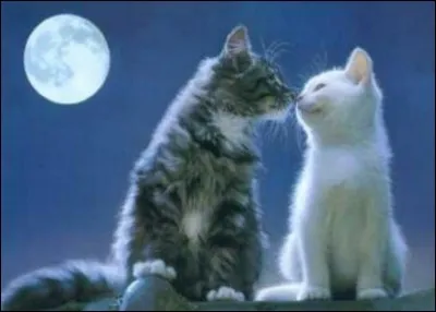 Comment serait ta compagne/ton compagnon ?