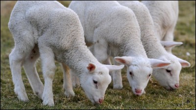 Comment s'appelle le cri d'un agneau ?
