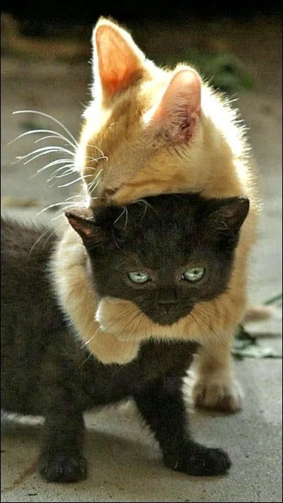 Quelle est sa compagne ?