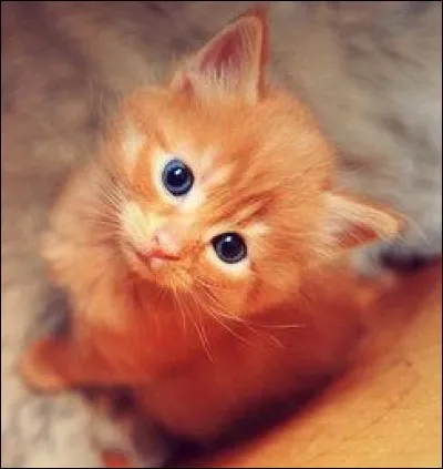 Quel était son mentor ?