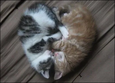 Quel est son premier amour ?