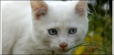 Et son deuxième apprenti est ...