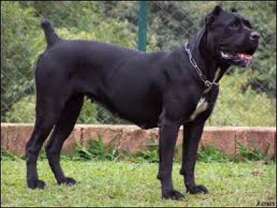 Le Cane Corso est une race de chien d'origine italienne.