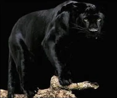 La panthère noire est la mascotte de la marque Dulux Valentine.