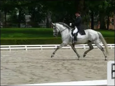 En équitation, c'est une allure.