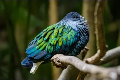 En quelle année cette espèce a-t-elle été découverte ?