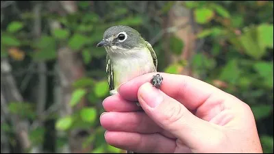 Quel autre animal appartient à la même famille que celle des dodos ?