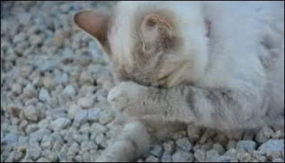 Tr&egrave;s grande honte publique, d&eacute;shonneur. C'est une ________.