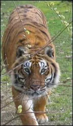 Combien pse un tigre (en kilos)