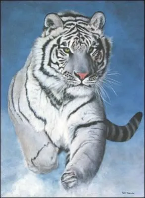 Les tigres aiment-ils l'eau?