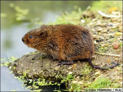 Quel est ton gibier préféré ?