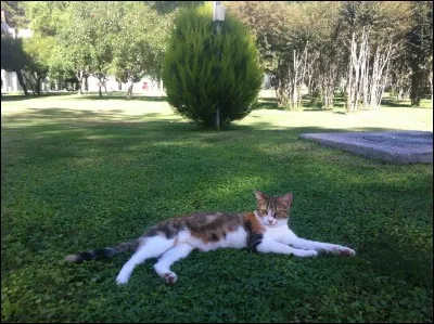 Tu viens d'être nommé apprenti. Ton mentor, Griffe de Ciel, te dit d'aller changer la litière des anciens. Quelle est ta réaction ?