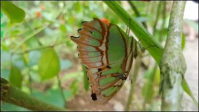 Tu chasses pour la première fois avec ton apprenti, Nuage de Lièvre qui est très excité. "Il fait fuir tout le gibier de la forêt", penses-tu. Quelle est ta réaction ?